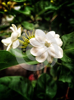 jasmine flowers bloom fragrantly white holy radiating the light of peace