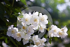 Jasmine flowers blossoming on bush in a sunny day in the garden