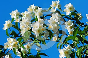 Jasmine flowers and blue sky