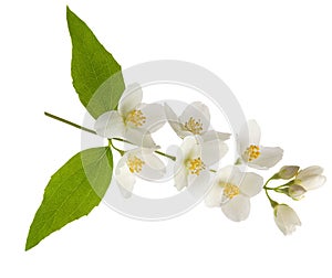 Jasmine flowers on branch with green leaves and buds isolated on white background