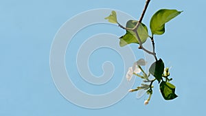 Jasmine flowers branch isolated on blue