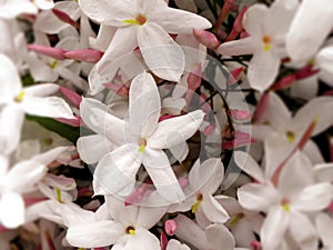 Jasmine Flowers