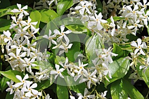 Jasmine flowers