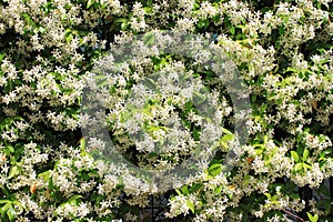 Jasmine flowers