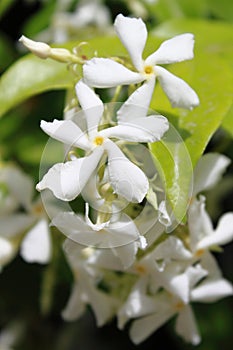 Jasmine flowers