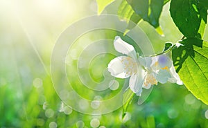 Jasmine flowers closeup. White Jasmin flowers blooming in spring garden. Aroma therapy, fragrant tea, perfume ingredient