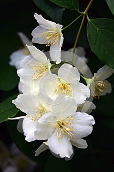 Jasmine flowers. Delicate beauty. Color summertime photo.