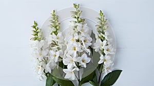 Jasmine flowers delicately displayed against pure white background