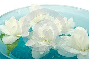 Jasmine Flowers Floating on Water