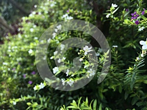 Jasmine Flowers in the garden