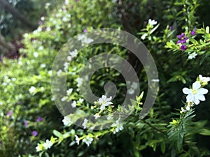 Jasmine Flowers in the garden