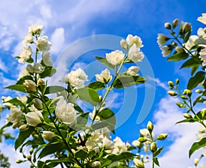 Jasmine flowers in the garden. Closeup of branches with white flowers against blue sky