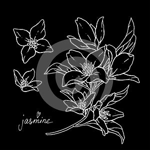 Jasmine flowers are isolated on a black background. Branch with buds and leaves vector illustration hand work. White contour