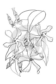 Jasmine flowers with leaves and buds - vector clip art. Trachelospermum jasminoides.