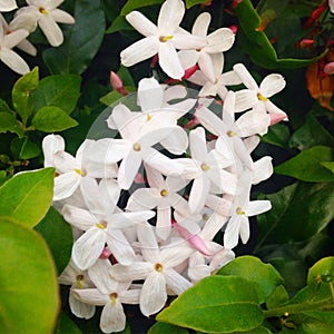 Jasmine Flowers