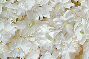 Jasmine flowers spreading over background