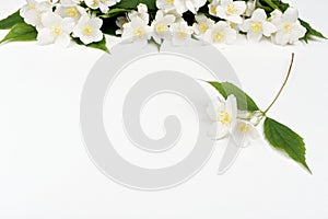 Jasmine flowers on a white background.