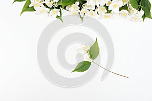 Jasmine flowers on a white background.