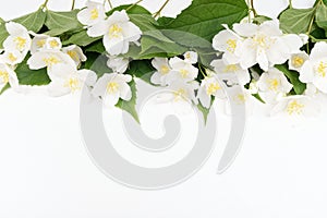 Jasmine flowers on a white background. Spring light background.