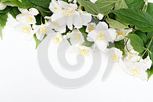 Jasmine flowers on a white background. Spring light background.