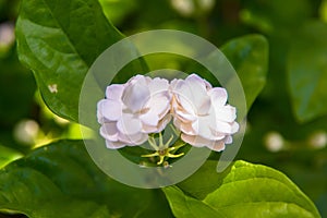 Jasmine in the glass house