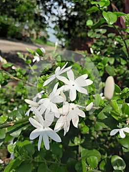 Jasmine from homegarden
