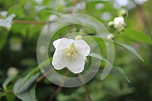 Jasmine, Jasminum flower with rainy drops, droplets, macro photography