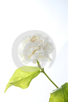 Jasmine, jasminum sambac, flower and leaves, jasmine tea flower on white background