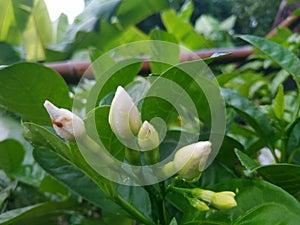 Jasmine is known by several names in various regions, including Jasminum sambac Ait.