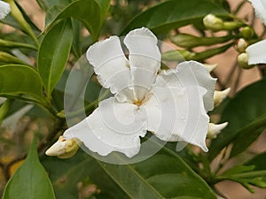 Jasmine melati tumpuk beautiful