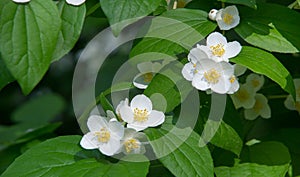 Jasmine an Old World shrub or climbing plant that bears fragrant flowers used in perfumery or tea. It is popular as an ornamental