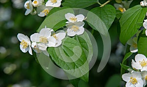 Jasmine an Old World shrub or climbing plant that bears fragrant flowers used in perfumery or tea. It is popular as an ornamental