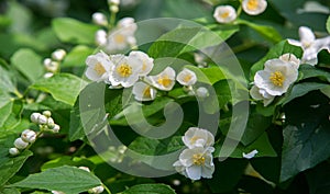 Jasmine an Old World shrub or climbing plant that bears fragrant flowers used in perfumery or tea. It is popular as an ornamental