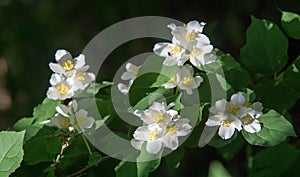 Jasmine an Old World shrub or climbing plant that bears fragrant flowers used in perfumery or tea. It is popular as an ornamental