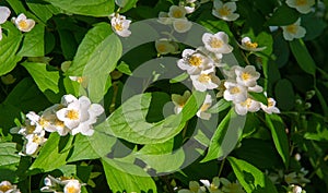 Jasmine an Old World shrub or climbing plant that bears fragrant flowers used in perfumery or tea. It is popular as an ornamental