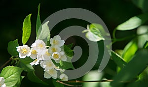 Jasmine an Old World shrub or climbing plant that bears fragrant flowers used in perfumery or tea. It is popular as an ornamental