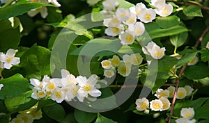 Jasmine an Old World shrub or climbing plant that bears fragrant flowers used in perfumery or tea. It is popular as an ornamental