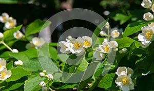 Jasmine an Old World shrub or climbing plant that bears fragrant flowers used in perfumery or tea. It is popular as an ornamental