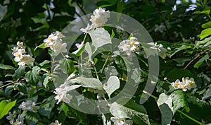 Jasmine an Old World shrub or climbing plant that bears fragrant flowers used in perfumery or tea. It is popular as an ornamental