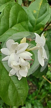 Jasmine is an ornamental flower plant in the form of erect-trunked shrubs that live chronically. photo