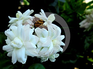 Jasmine is a ornamental flower plant in the form of erect-trunked shrubs that live chronically. photo