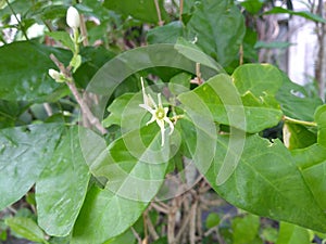 When jasmine petal falled the remaining cotyledons look like starfish.