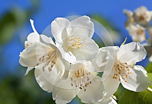 A jasmine plant flower closeup