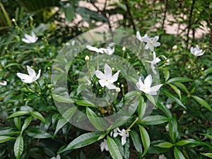 Jasmine plant in the garden is a beautyfull