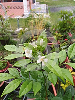Jasmine plant variety