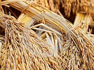 Jasmine rice bundles after harvest