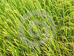 Jasmine rice field background