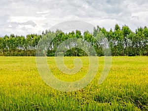 Jasmine rice field in cloudy day