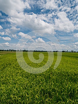 Jasmine rice field after rain is beautifully in upcountry landscape.