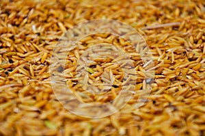 Jasmine rice grain
